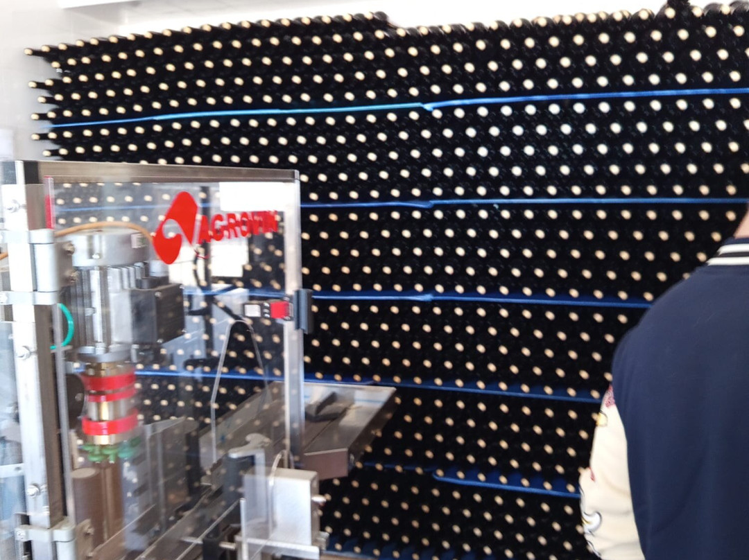 Viñedos & Bodega Marcelino Serrano-Alcala la Real必去景点