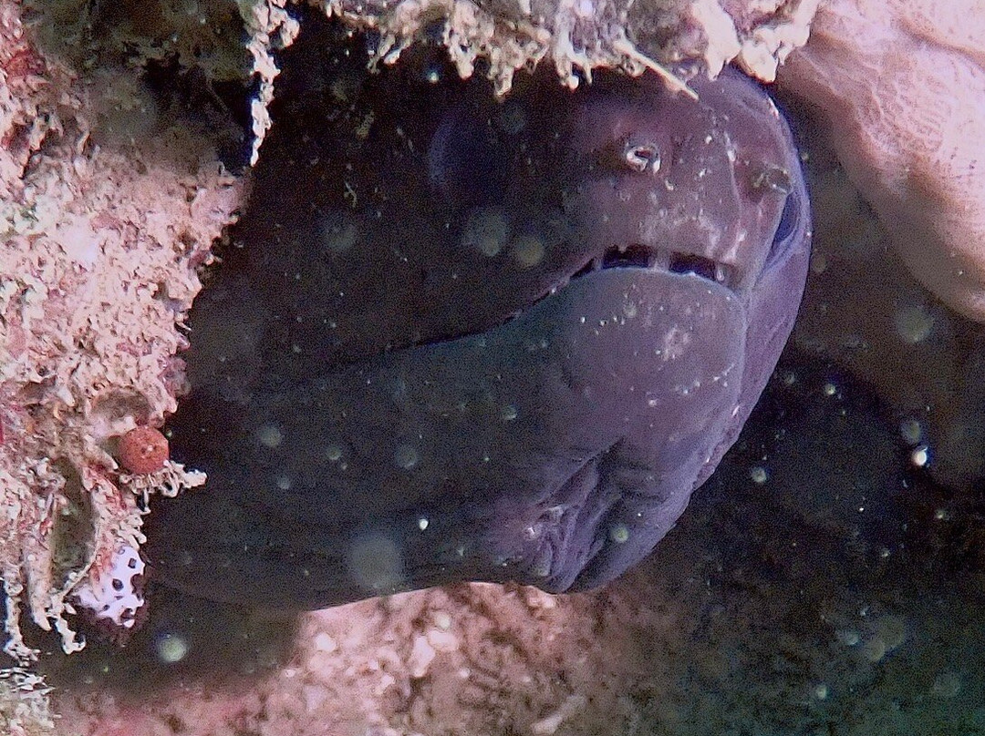 Bubbles Up! Dive center-高龙撒冷岛必去景点