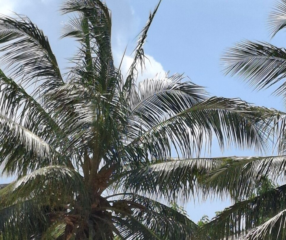 Pasikudah Beach-卡尔库达必去景点