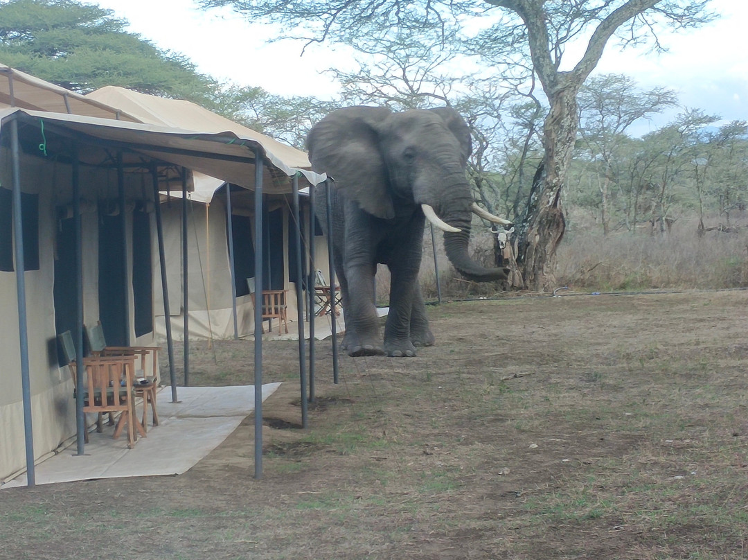 Sero Tented Camp-Seronera必去景点