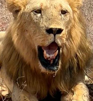 John Nyale Tours & Safari Experience-瓦塔木必去景点