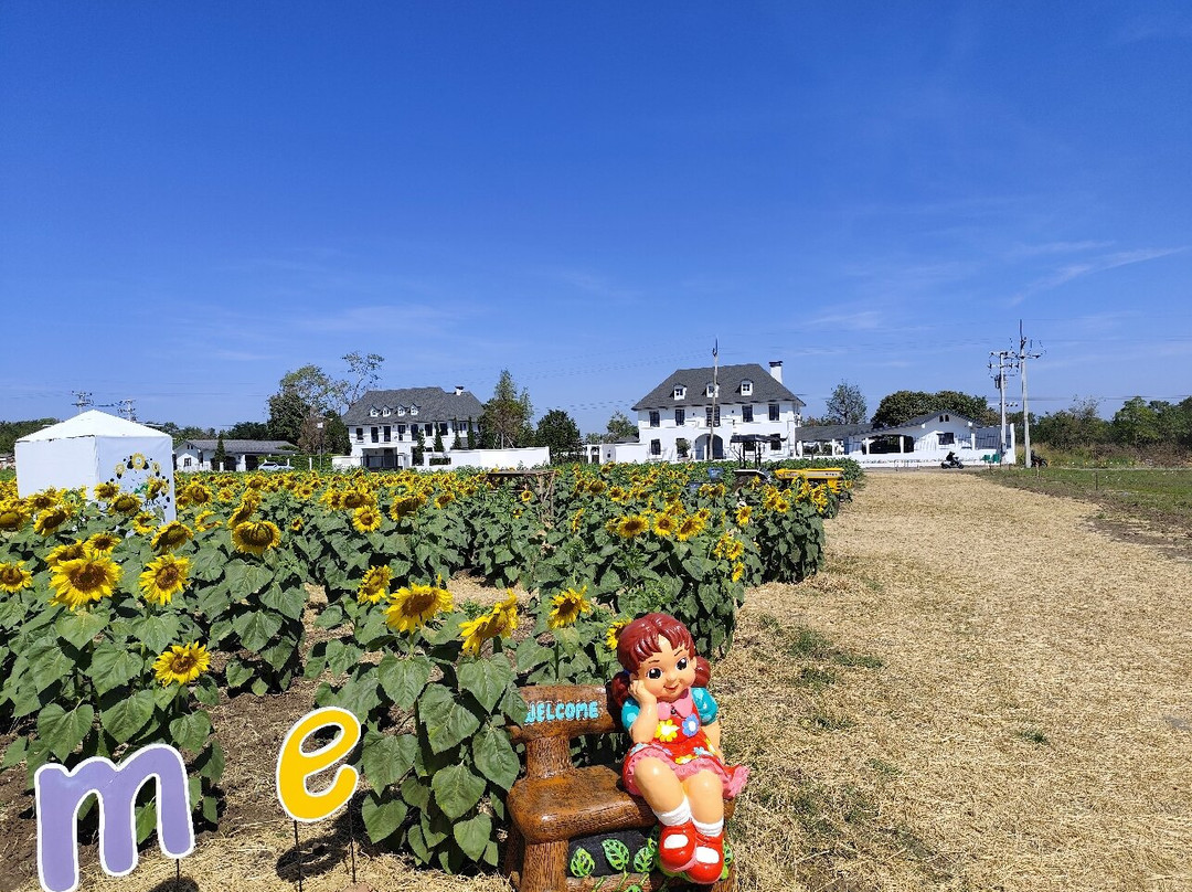 Manee Sorn Sunflower Field-Mu Si必去景点