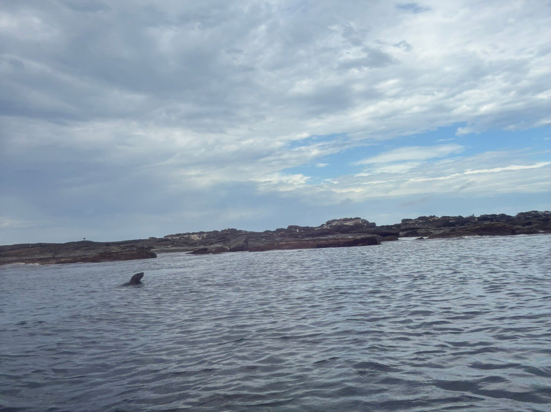 Apollo Bay Surf and Kayak-阿波罗湾必去景点
