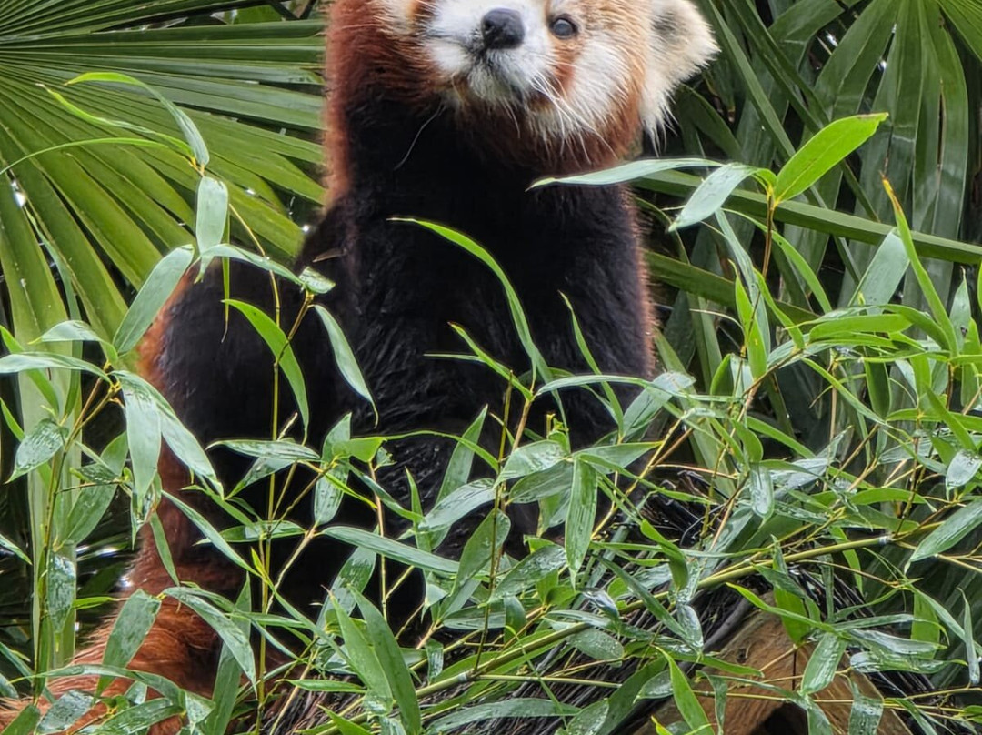 Zoo de La Fleche-La Fleche必去景点