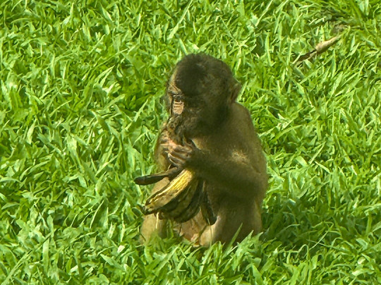 Sepilok Orangutan Rehabilitation Centre-山打根必去景点