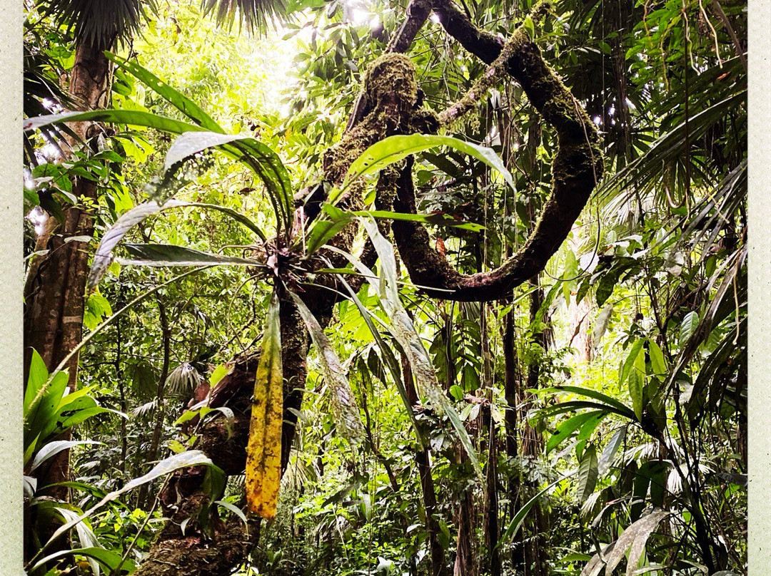 Jaguar Corcovado Tours-希门尼斯港必去景点