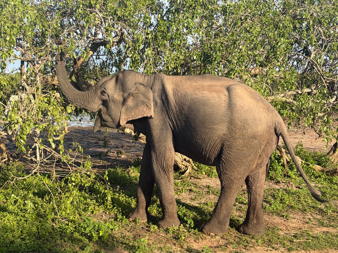 Yala Safari Srilanka-蒂瑟默哈拉默必去景点