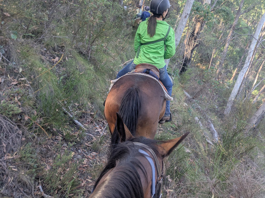 Watson's Mountain Country Trail Rides - Day Tours-曼斯菲尔德必去景点
