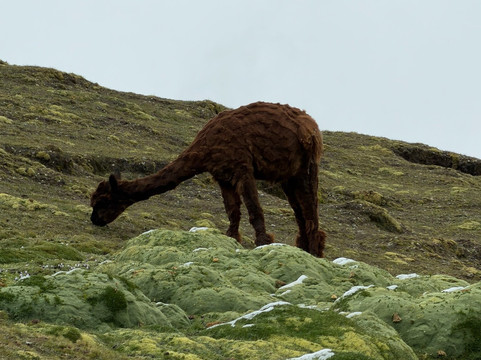 Discover Pachamama-库斯科必去景点