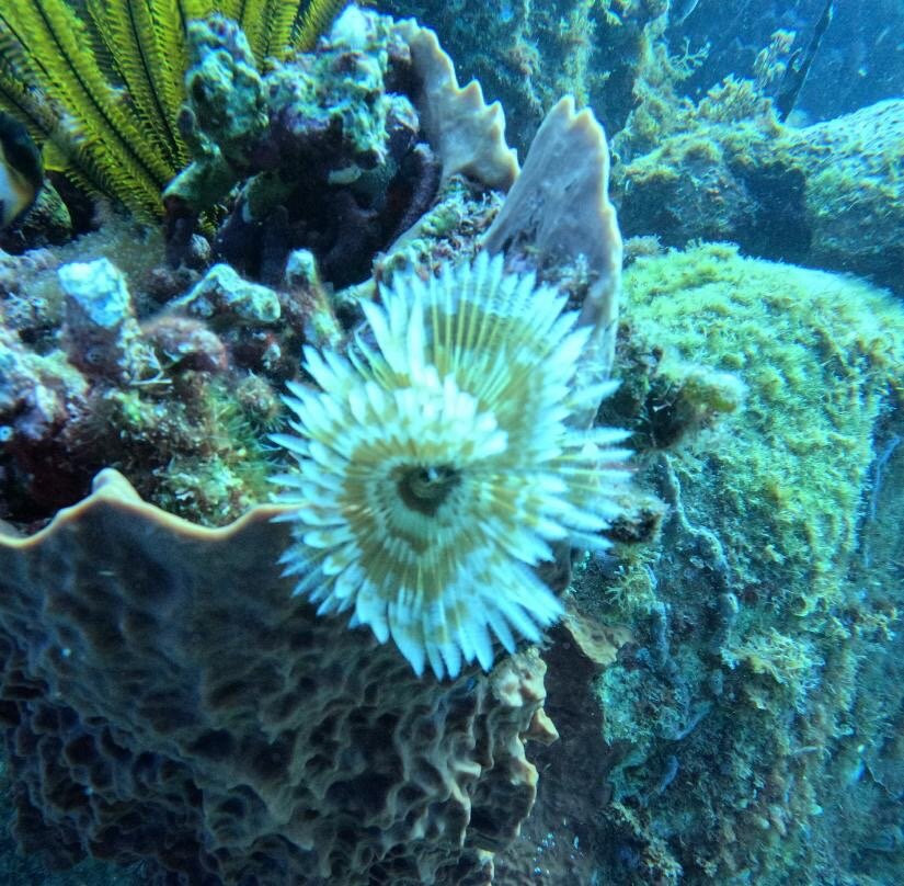 Abc Dive-Trois-Ilets必去景点