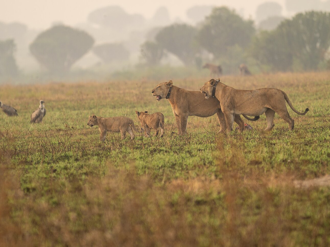 Gorillas and Wildlife Safaris-布恩迪难以穿越的国家公园必去景点