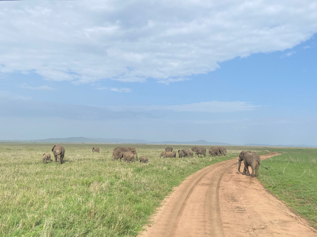 Meerkat Expedition-阿鲁沙必去景点