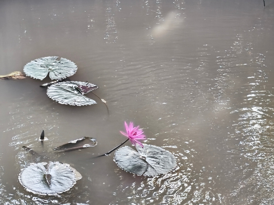 Winter Spring-芹苴必去景点