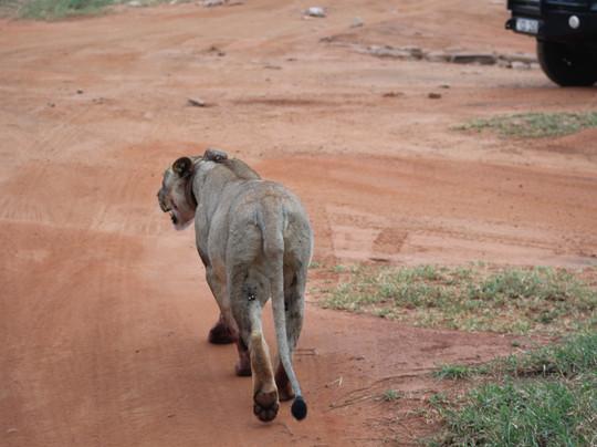 Dida Tours and Safaris-山祖必去景点