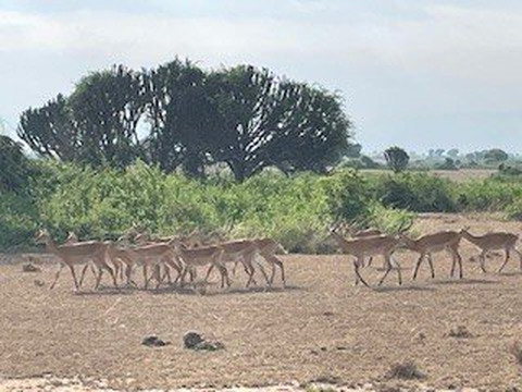 Blacksmith safaris ltd-坎帕拉必去景点