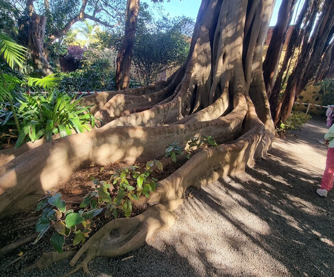 Botanischer Garten-德拉克鲁兹索尔港必去景点