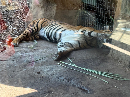 阿德莱德动物园-阿德莱德必去景点
