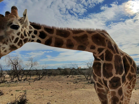 Out Of Africa Wildlife Park-Camp Verde必去景点