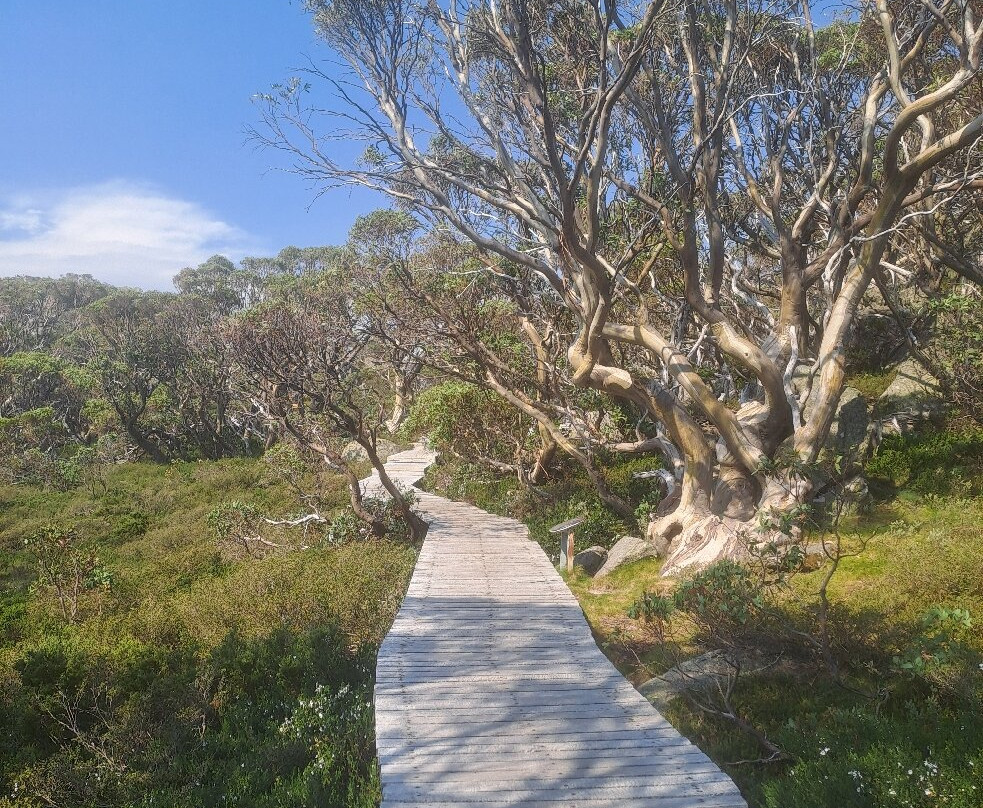 Snow Gums Boardwalk-Charlotte Pass必去景点