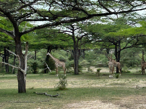 Dallas Africa Safaris-阿鲁沙必去景点