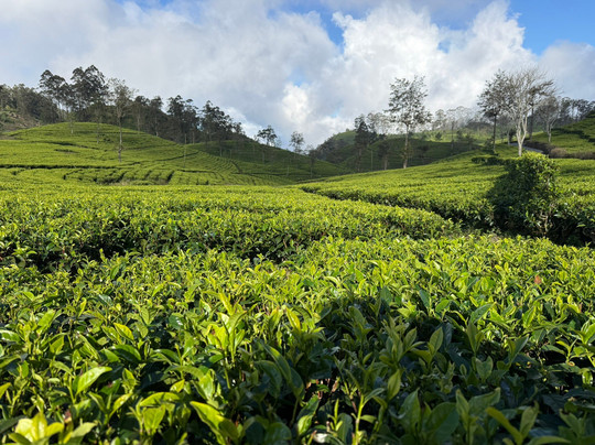 H.O.T Tourism-科伦坡必去景点