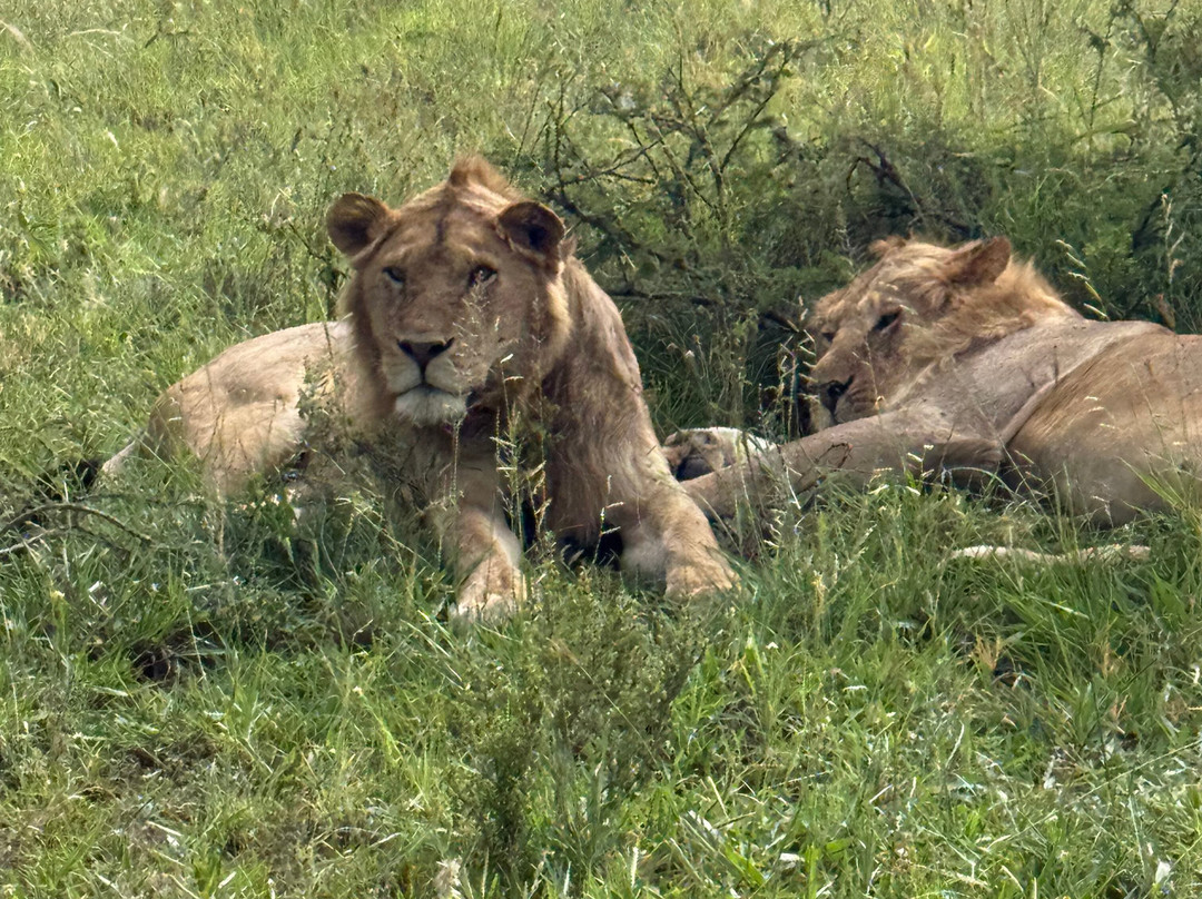 Africa Magic Holidays & Tours-阿鲁沙必去景点