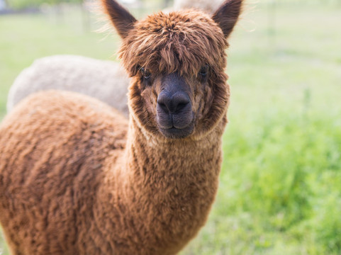 露西营旅馆主图