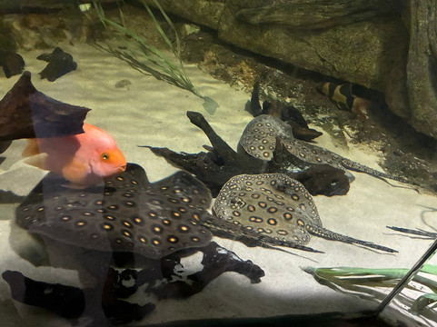 Nautiland Schauaquarium-Sonneberg必去景点