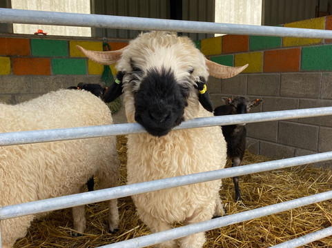 The Funny Farm-Kilchoan必去景点