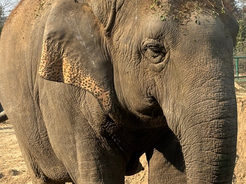 Elephant Conservation & Care Center-马图拉必去景点