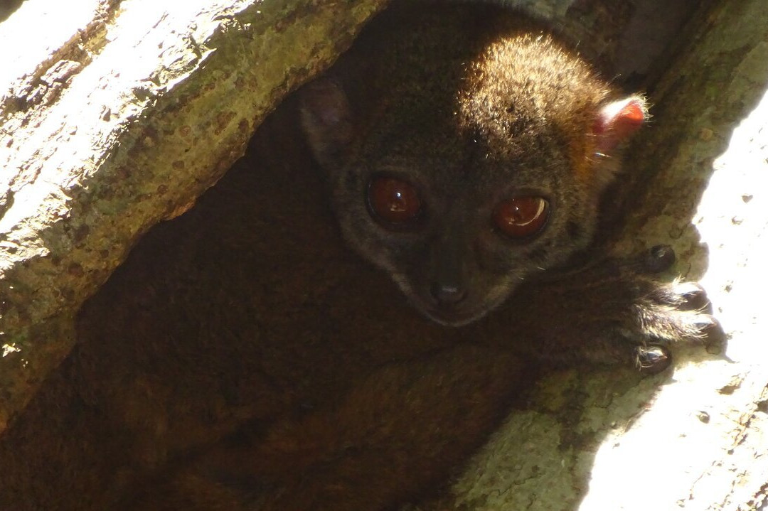 Lokobe Nature Special Reserve-诺西贝必去景点