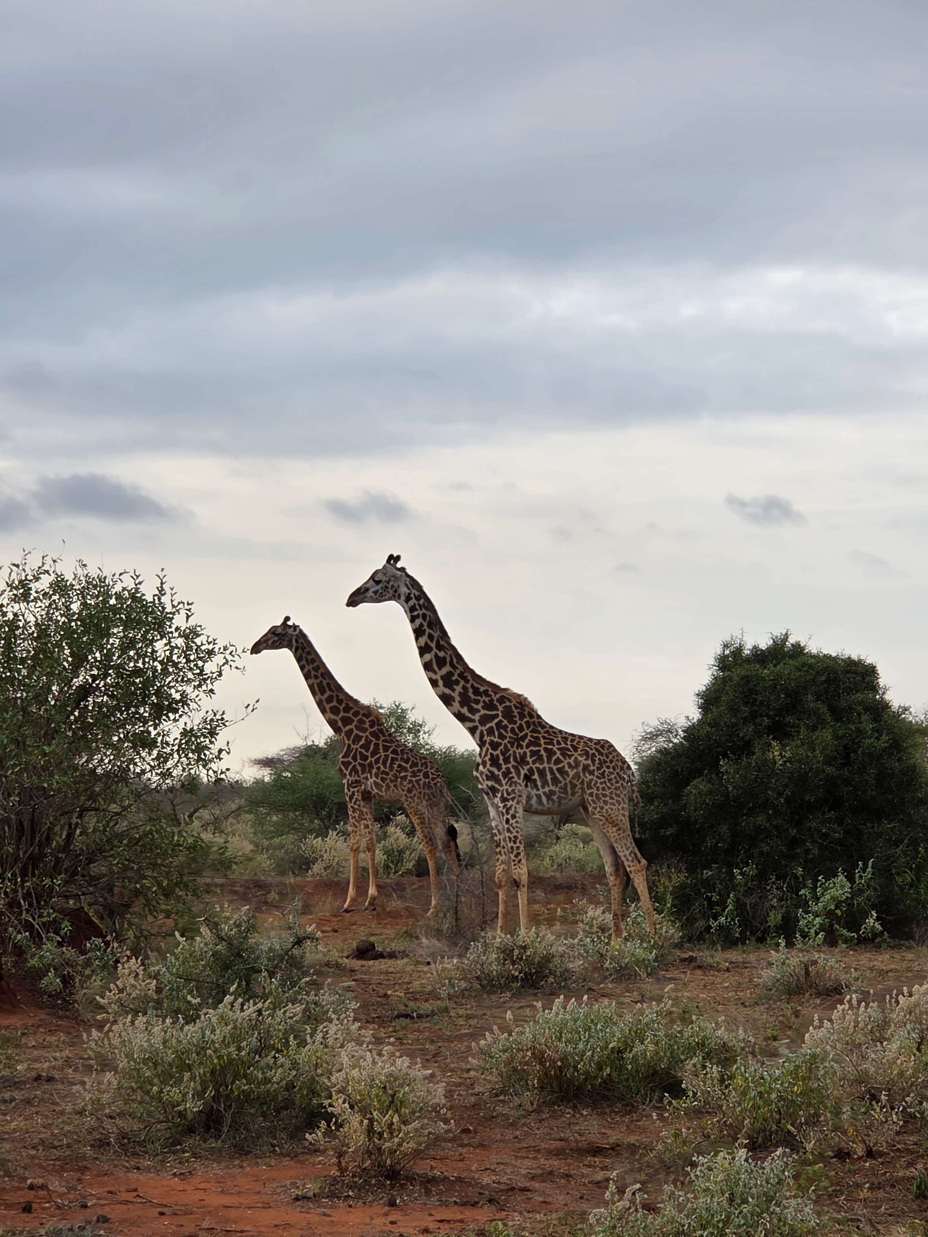 Voyager Ziwani Camp-官方