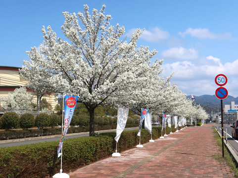 Pear Museum-仓吉市必去景点