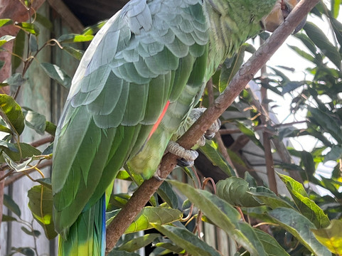 Nomadic Waters Brazil-玛瑙斯必去景点