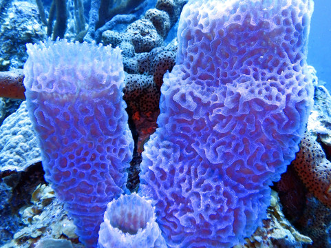 Sublime Diving Curacao-威廉斯塔德必去景点