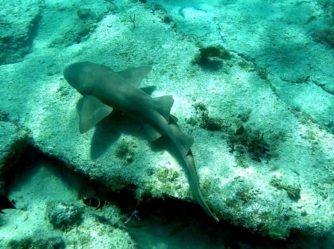 Vieques Snorkel Tours-维切克岛必去景点