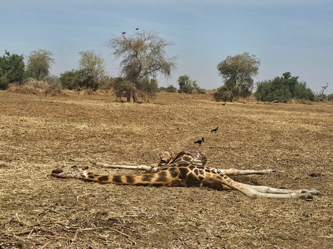 Zakouma National Park-乍得必去景点
