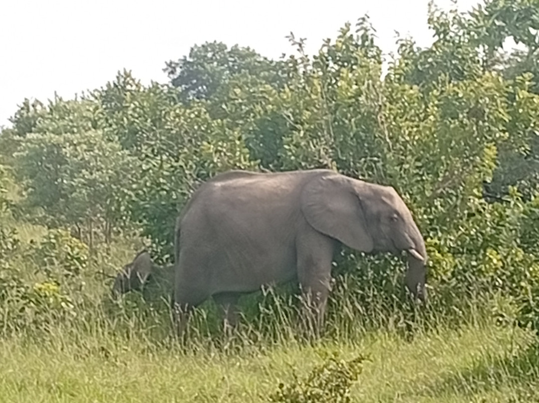 Mthunzi Safari And Transfers-雾观必去景点