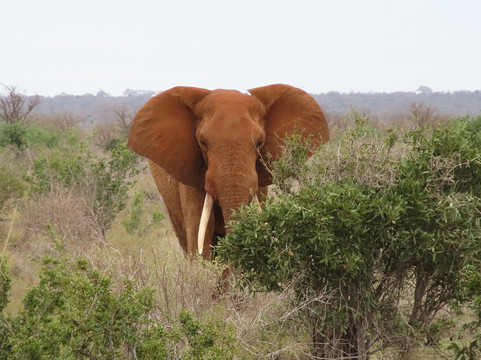 Safari Kenya Plus - Private Day Tour-马林地必去景点
