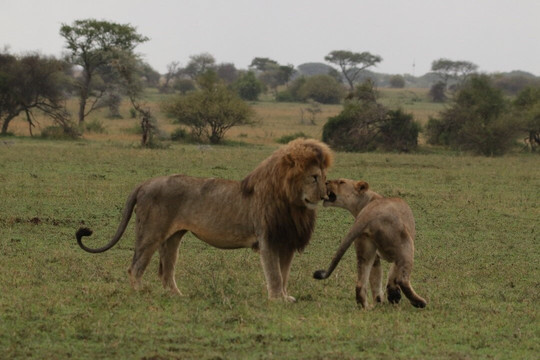 Regal African Safaris-Usa River必去景点