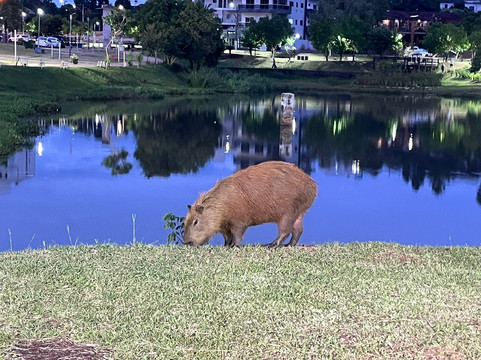 Parque Turistico Ambiental de Integracao-Dionisio Cerqueira必去景点