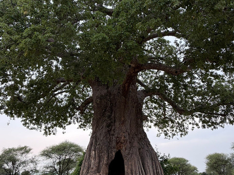 Safari Avventura-阿鲁沙必去景点