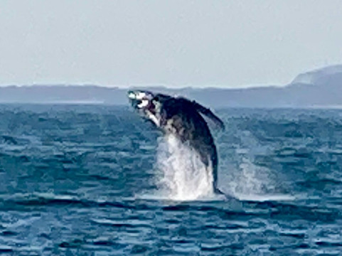 Ally Cat Sailing Adventures-利他必去景点