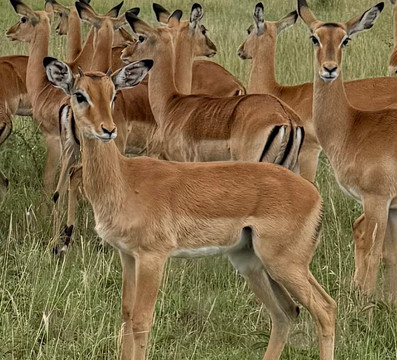 易捷旅游-一日游-阿鲁沙必去景点