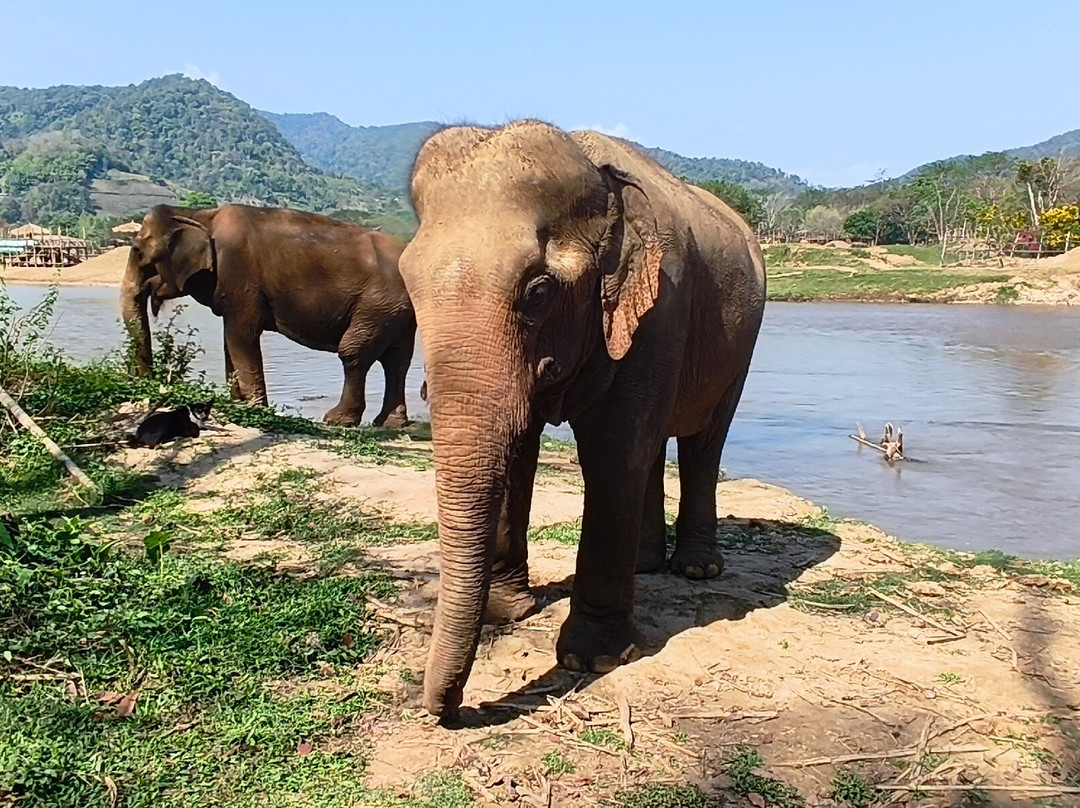 Happy Elephant Home-夜登必去景点