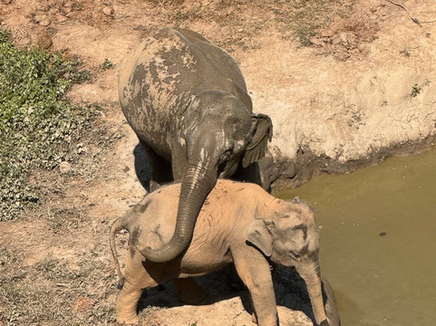 Elephant Conservation Center-Sayaboury必去景点
