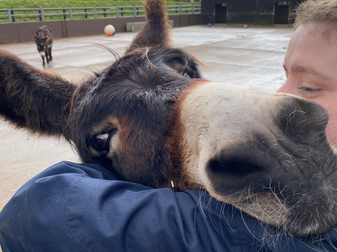The Donkey Sanctuary-西德茅斯必去景点