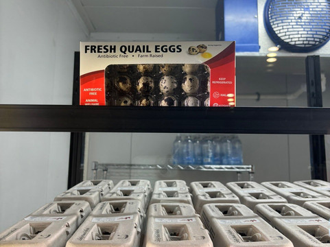 Lionheart Local-拉韦纳必去景点