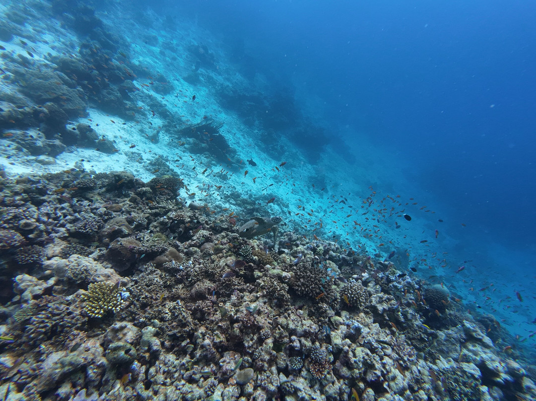 Family Divers Maldives-拉斯胡必去景点