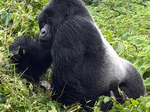Devine African Safaris-吉佳利必去景点